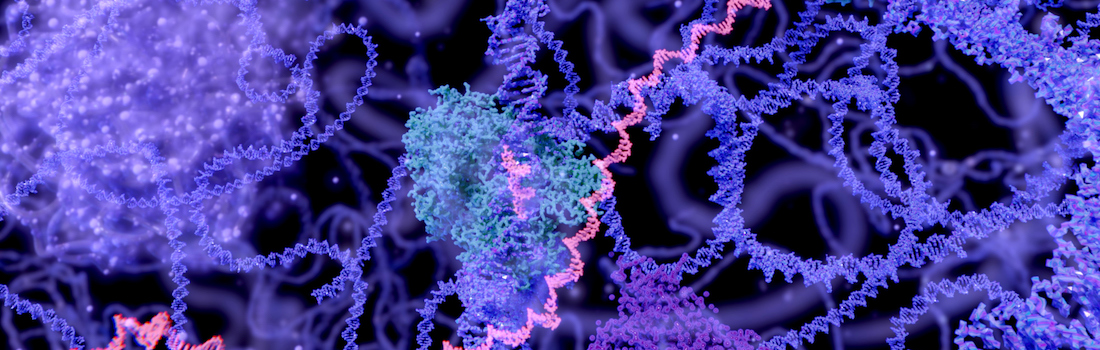 dna nucleus