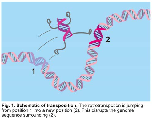 Karijolich figure 1