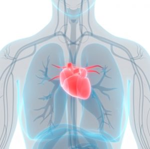 3D Illustration of Human Heart Anatomy