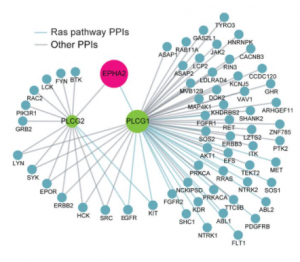 New therapeutic target for lung cancer