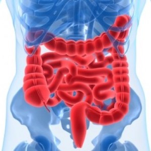 intestines illustration